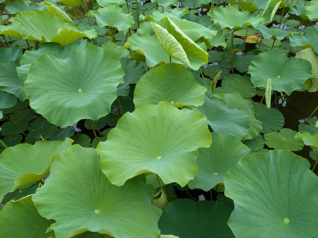 千秋公園ハス画像