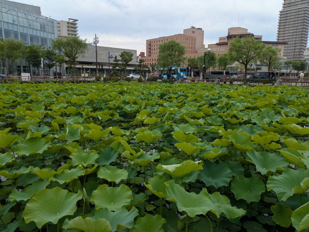 千秋公園ハス池風景